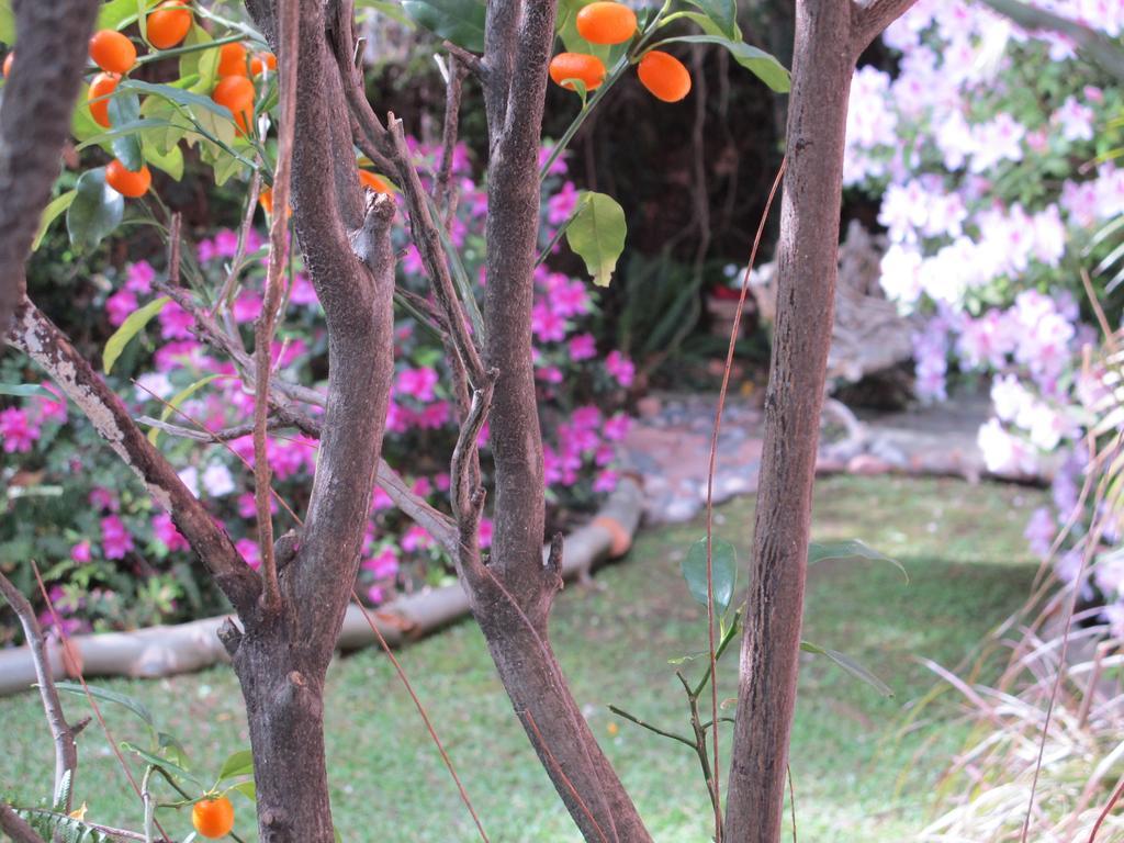 Bed and Breakfast La Casona De Grace Olivos Exterior foto